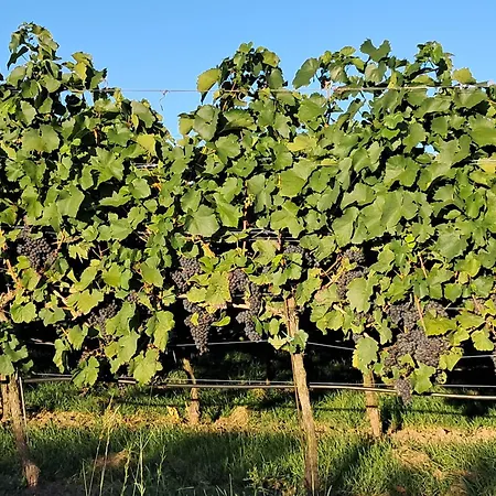 Wetterisch Lejlighed